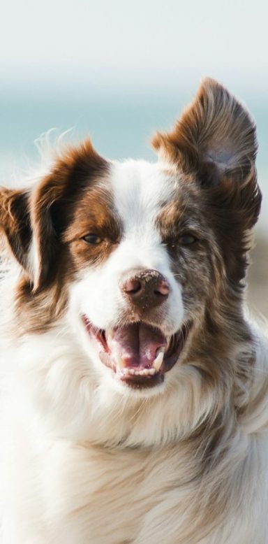 Aktive Hunde Ein fröhlicher Hund mit braun-weißen Fell
