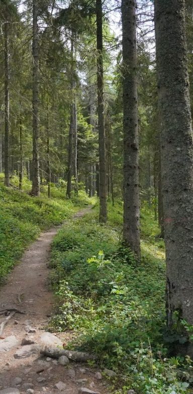 Wanderweg am Schluchsee Wanderweg durch einen ruhigen, bewaldeten Bereich mit hohen Bäumen.